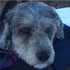 Purple high rise hotty hots 2.5 for nicktusk12